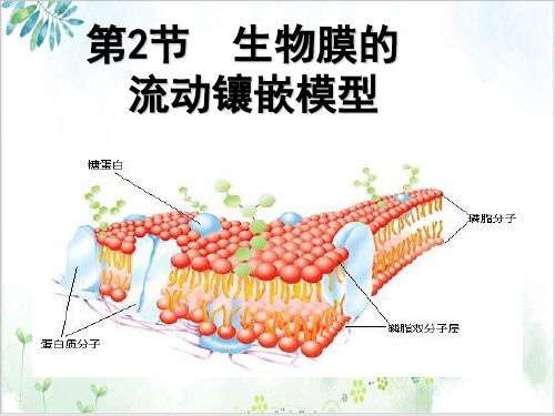 生物膜课件高三高考生物一轮复习PPT