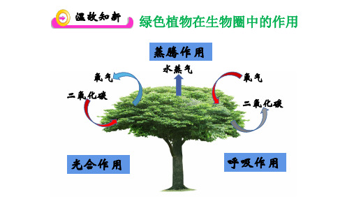 第六章 爱护植被,绿化祖国