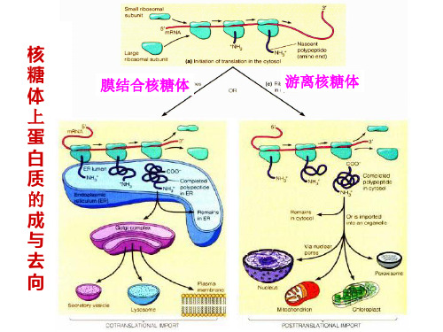 细胞内蛋白质分选和运输-细胞生物学-讲义1-10