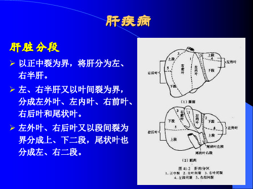 肝及门脉高压ppt课件