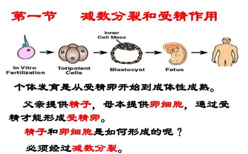 第二章第一节减数分裂和受精作用