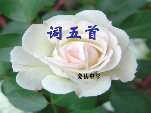 语文九年级上册《词五首》优秀实用课件:49页PPT教学课件