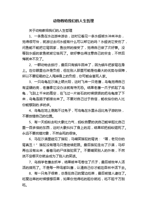 关于动物教给我们的人生哲理