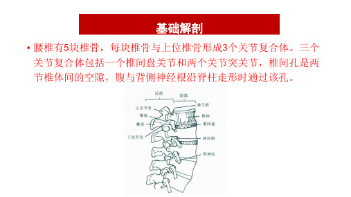 腰椎基础解剖