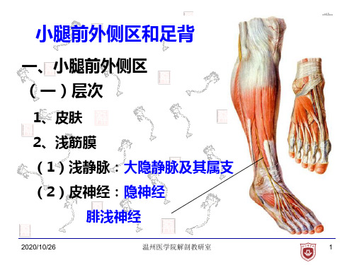 局部解剖学：10小腿前外侧区和足背