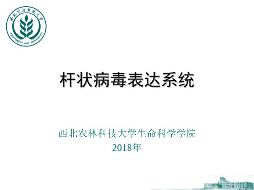 杆状病毒表达系统