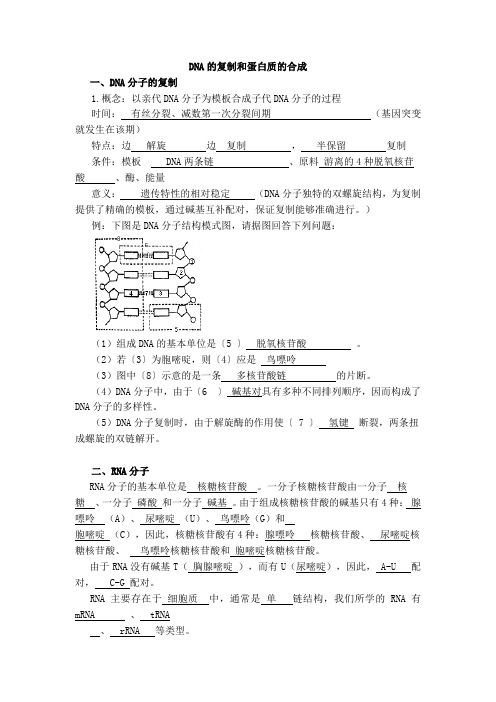 高考生物复习《DNA的复制和蛋白质的合成》