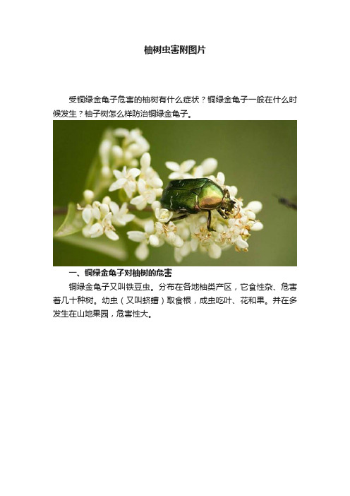 柚树虫害附图片