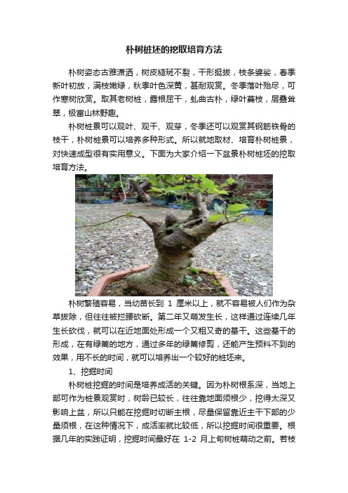 朴树桩坯的挖取培育方法