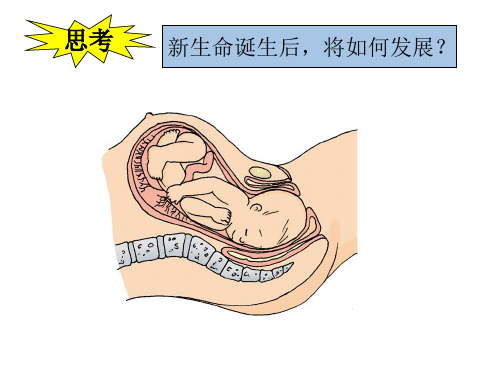 1.2走向成熟同步课件七年级科学下册