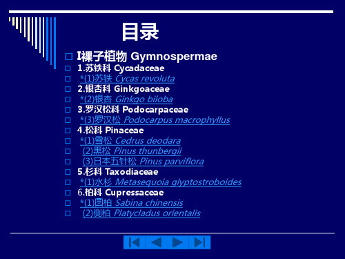 园林树木学_常见100种植物