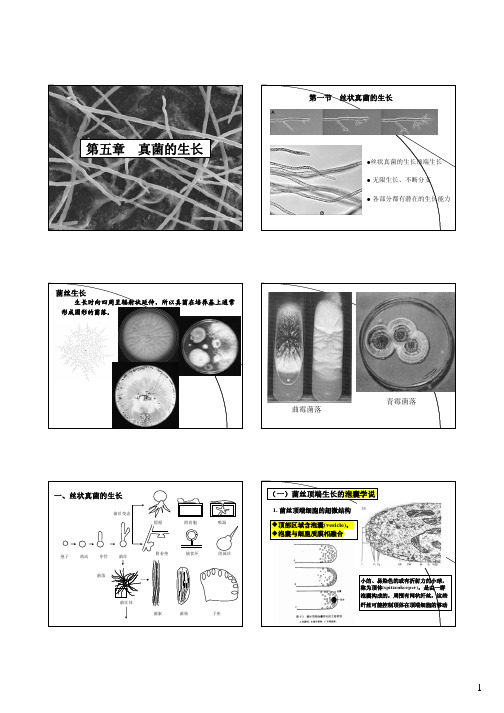 5-真菌的生长