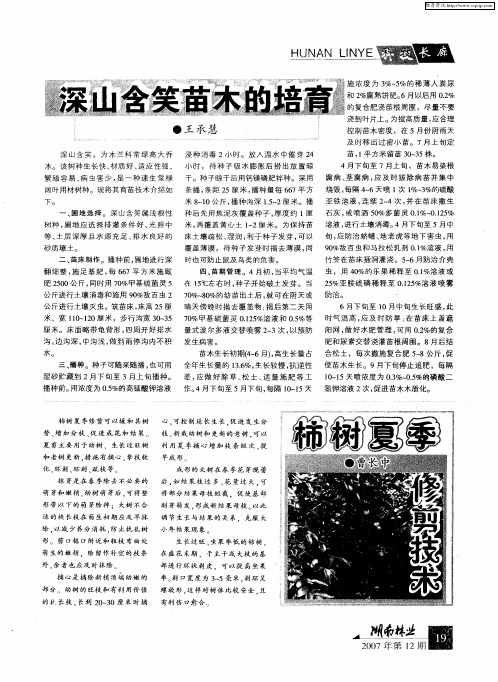 柿树夏季修剪技术