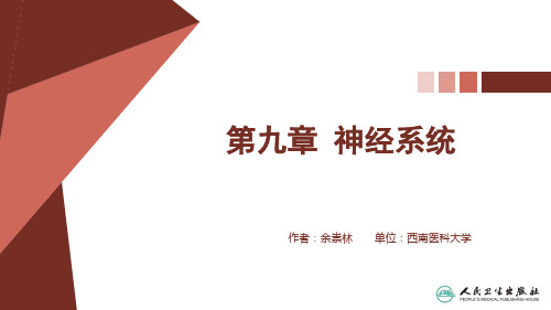 系统解剖学(应用型创新规划教材)PPT课件 第九章神经系统 脊髓