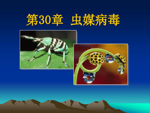 医学微生物学 第30章 虫媒病毒