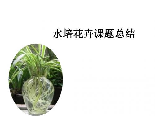 水培花卉课题总结