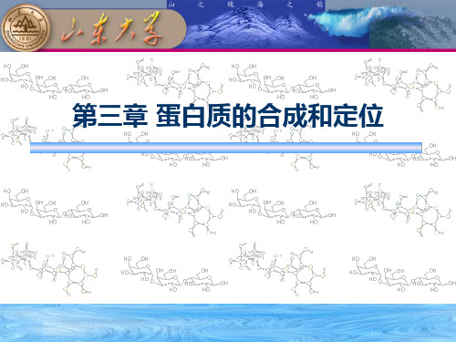 第三章蛋白质合成和定位