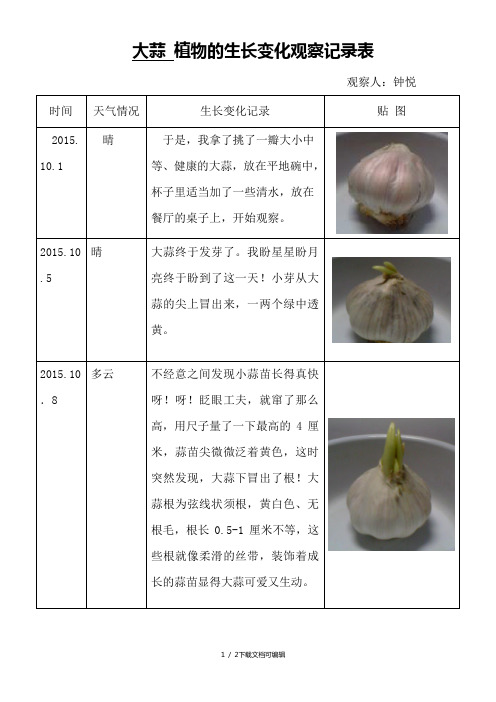 大蒜 植物的生长变化观察记录表