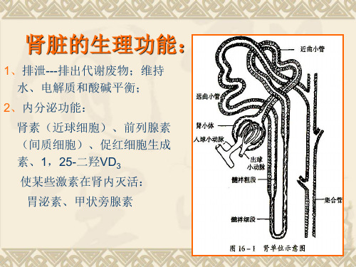 医学课件第16章肾功能不全