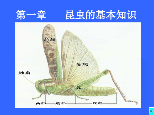 昆虫知识