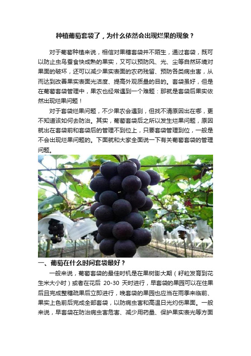 种植葡萄套袋了，为什么依然会出现烂果的现象？