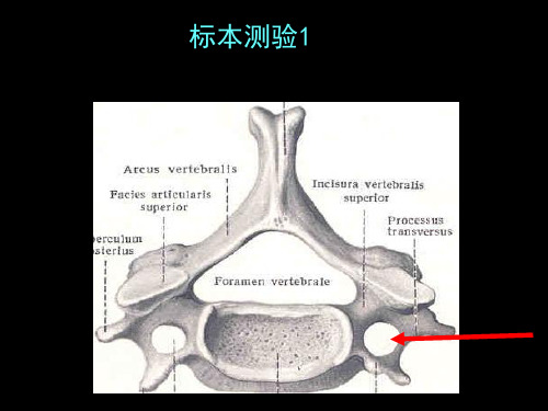 【课件-正常人体形态学实验】_骨与骨连结标本测验