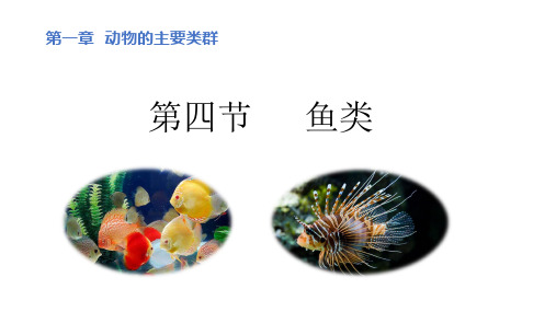 5.1.4 鱼 课件人教版八年级生物上册(共19张PPT)