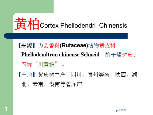 《芸香科黄柏枳壳》PPT课件