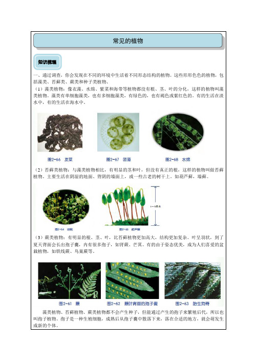 5形形色色的植物教师