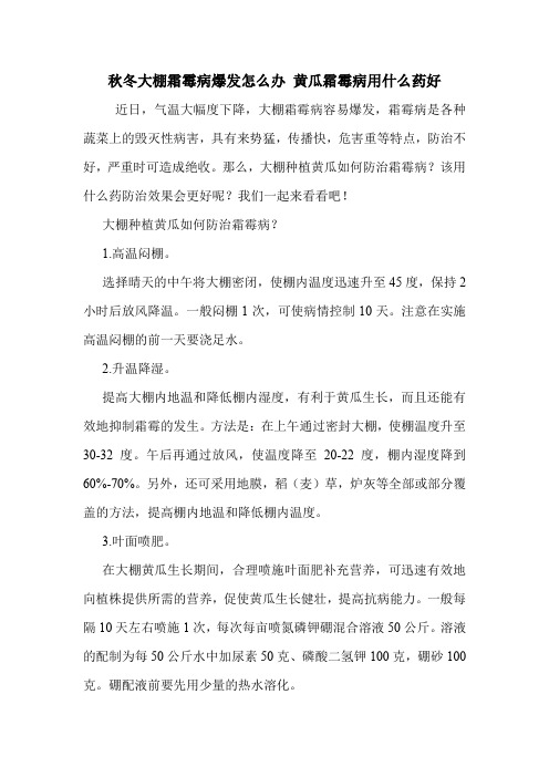 秋冬大棚霜霉病爆发怎么办 黄瓜霜霉病用什么药好.doc