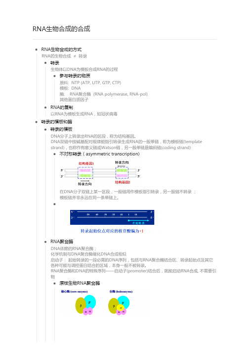 RNA生物合成的合成