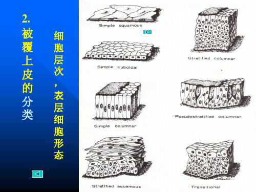 上皮组织(1)