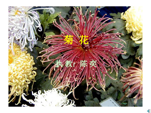 菊花课件