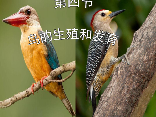 《鸟的生殖和发育》课件PPT4