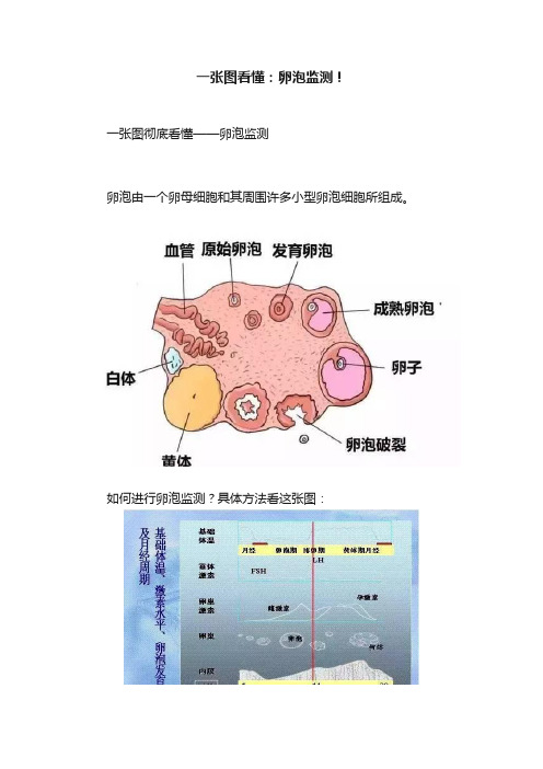 一张图看懂：卵泡监测！