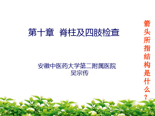 诊断学 脊柱与四肢检查