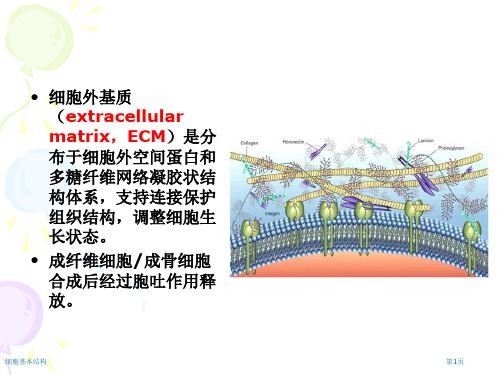 细胞基本结构