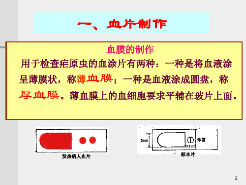 血片制作染色和血检质量控制3