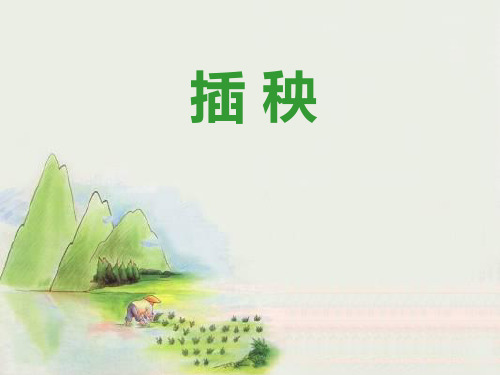 《插秧》课件PPT文档