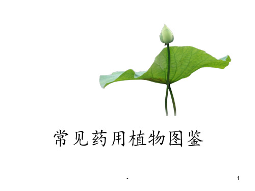 常见药用植物图鉴PPT课件