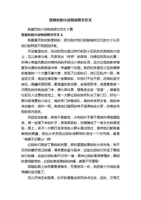 我喜欢的小动物说明文作文