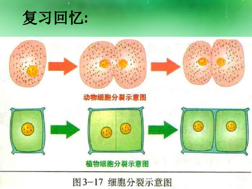 细胞分化形成组织.ppt_PPT幻灯片