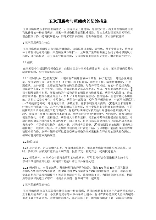 玉米顶腐病与粗缩病的防治措施