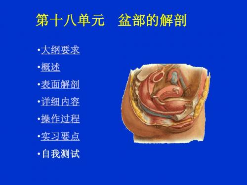 18单元盆部的解剖