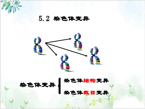 [人教版]《染色体变异》完美课件1