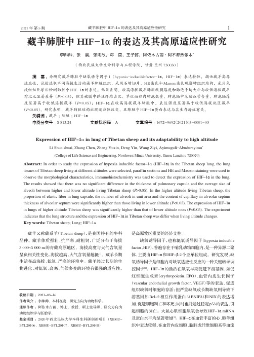 藏羊肺脏中HIF-1α的表达及其高原适应性研究