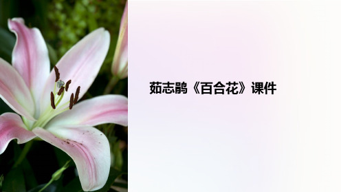 茹志鹃《百合花》课件