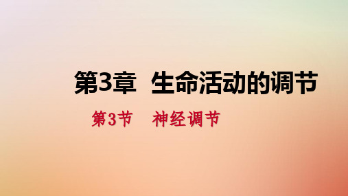 2018年秋八年级科学上册 第3章 生命活动的调节 3.3 神经调节 3.3.2 信息的处理练习课件 (新版)浙教版