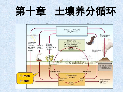 第十章土壤养分循环