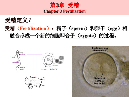 第三章 受精